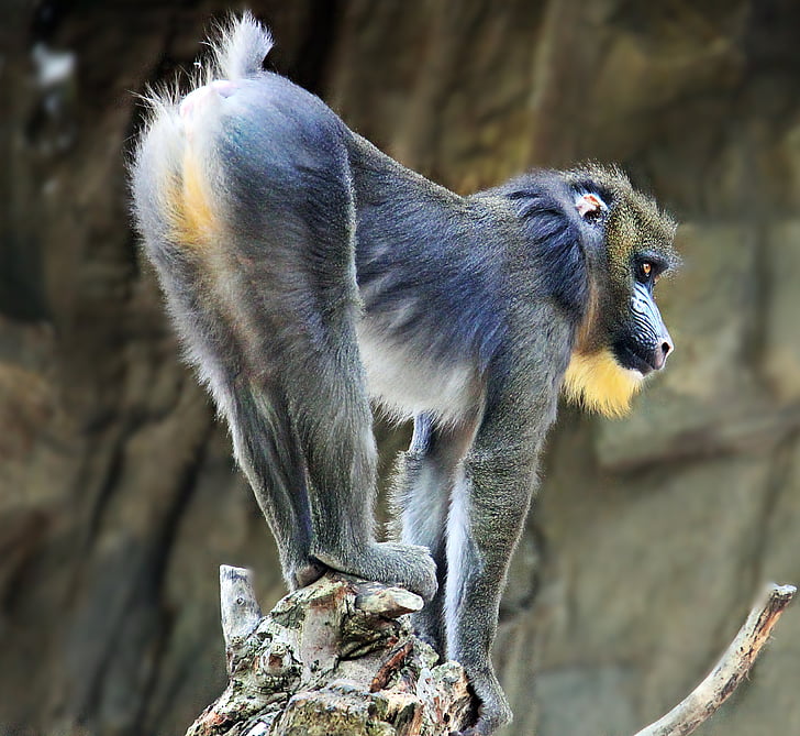 singe, Zoo, monde animal, primate, Créature :, photographie de la faune, enregistrement animale