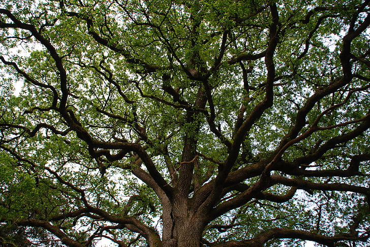 cây, chi nhánh, Majestic, rừng, lá, centenary, Brocéliande