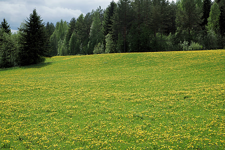dandelion, field, landscape photo, nature, spring, summer, forest
