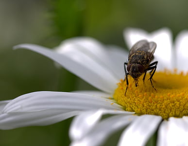 fly, daisy, pollen, work, insecta, nature, flower