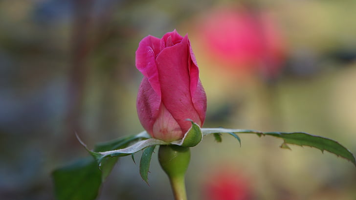 stieg, eine rose, Blume, Rosa, Romantik, Natur, Rosa Rosen
