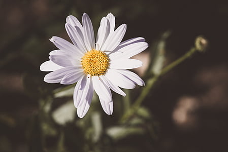 Marguerite, komposiitit, kukka, Blossom, Bloom, valkoinen, kesällä