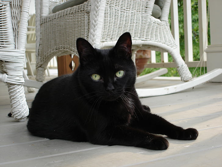 mačka, črna, verando, poletje, mačji, živali, pet