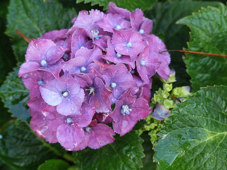 hortenzija, puķe, closeup, dārza