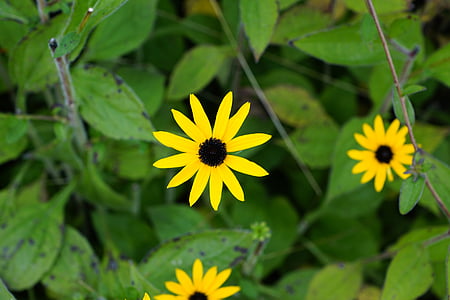 λουλούδια, Κίτρινο, πράσινο, κίτρινο λουλούδι, άνθος, άνθιση, φύση