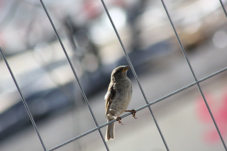 con chim, Sparrow, Sperling, đóng, lông vũ, hàng rào, chim sẻ