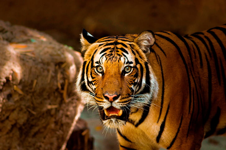 tiiger, looma, loodus, looduslike, Wildlife, kass, Zoo