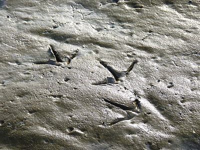 traces, bird, seagull, sand, beach, reprint, bird tracks