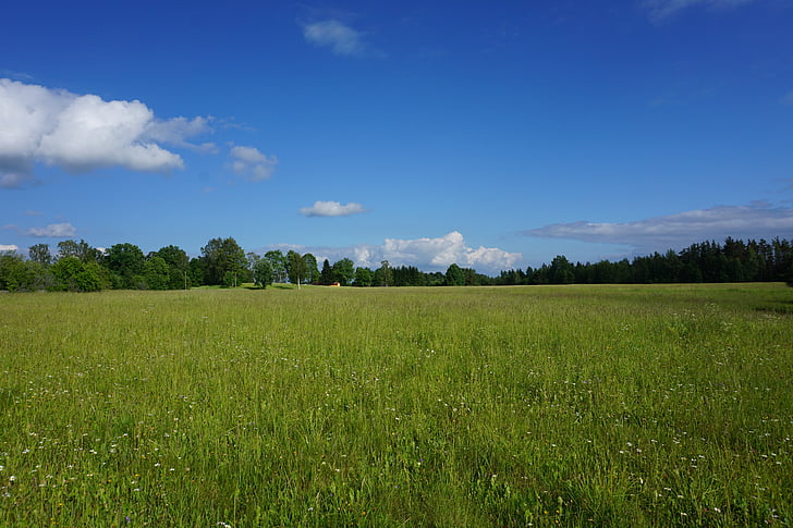 horizon, grass, landscape, nature, meadow, sun, blue sky