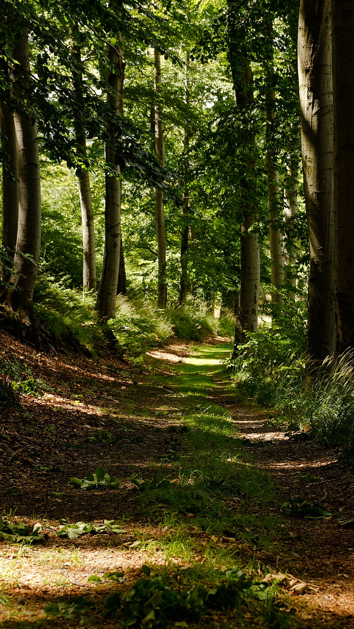 camí, fusta, bosc, sender, Senderisme, arbre, llum del sol
