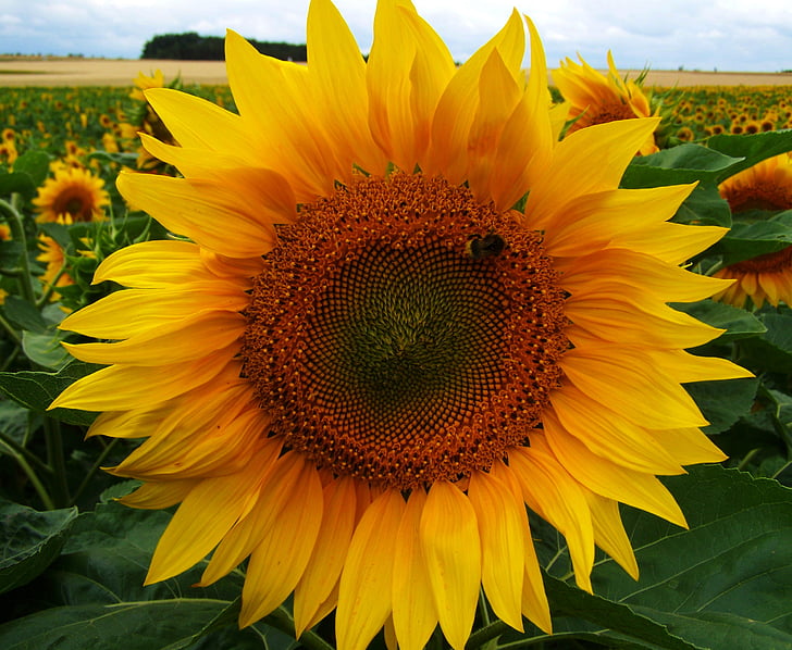 floarea-soarelui, inflorescenţă galben, agricultura, vara