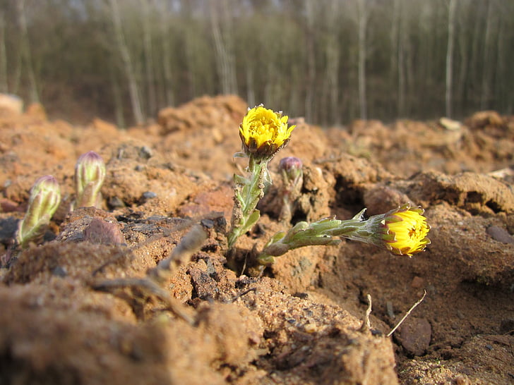 tussilago, coltsfoot, plant, flower, blossom, spring, wild
