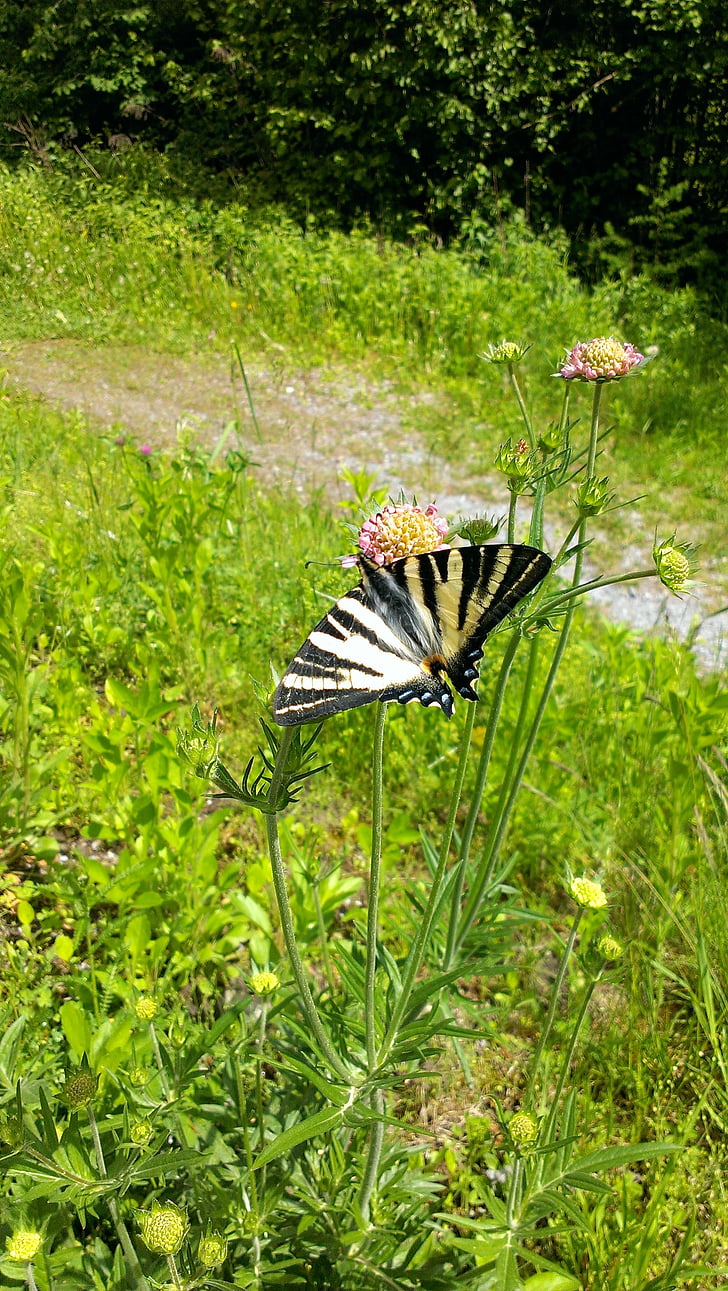 bướm, Hoa, cỏ