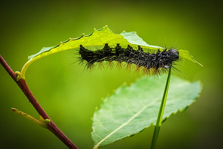 caterpillar, larva, animal, fauna, nature, hairy, inch