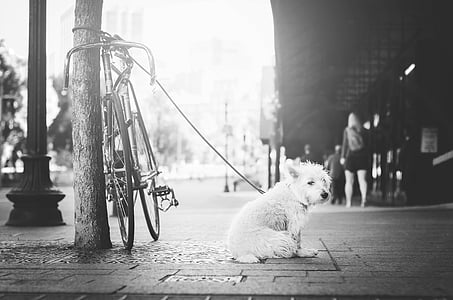 animal, bicycle, bike, black-and-white, dog, fluffy, leash