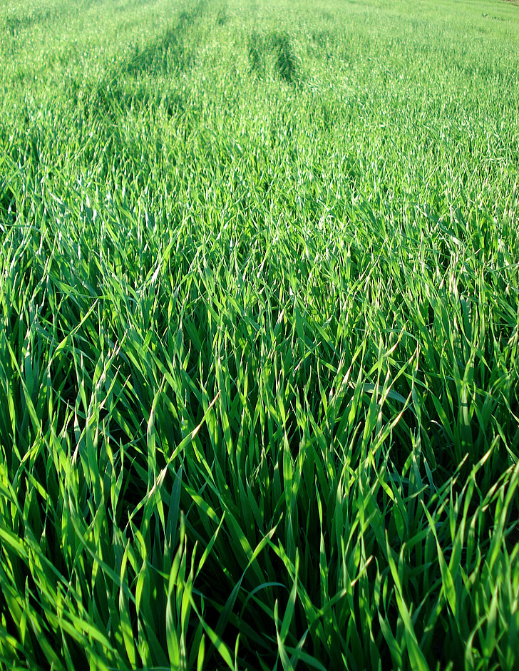field, grass, wheat, greens, green, plants, floral