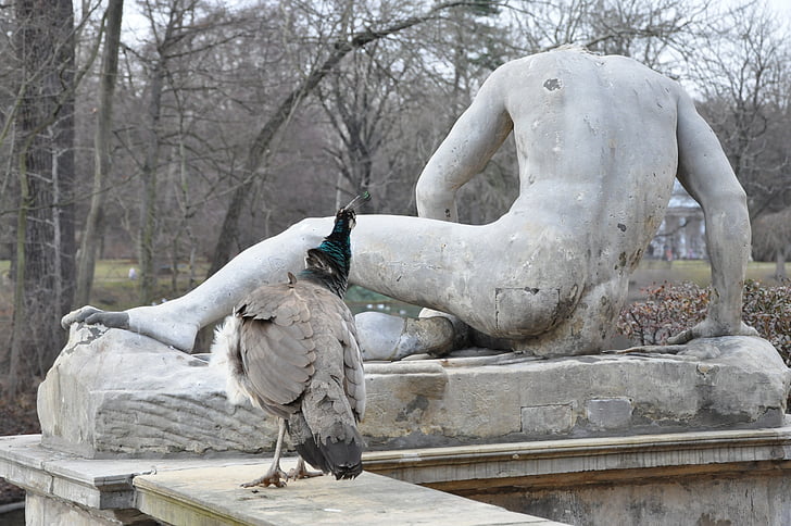 the statue, peacock, curiosity, interest in, park, monument, the back