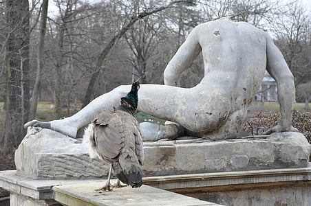 patsas, Peacock, uteliaisuus, kiinnostus, Park, muistomerkki, takaisin