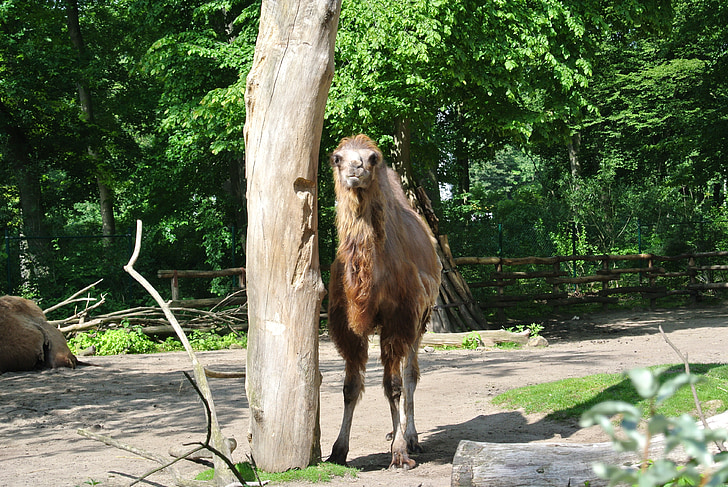 Camel, vilde, natur, dom