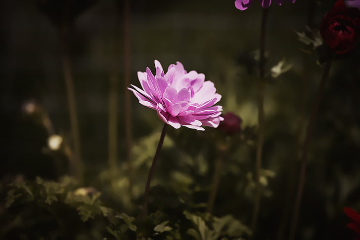 Anemone, roosa, Anemone roosa, lill, õis, Bloom, roosa lill