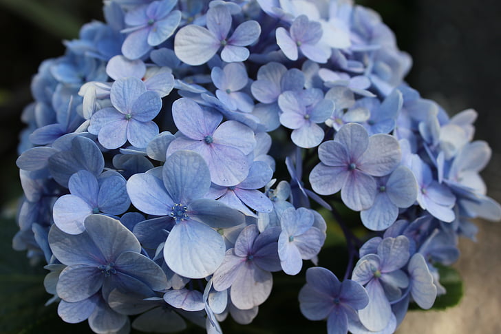 hortensia, blomst, blå, blomster, hage, natur, anlegget