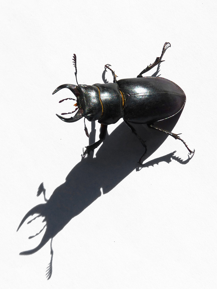 beetle, lucanus cervus, stag-beetle, escanyapolls, shadow, threat, coleoptera