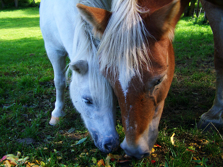 ม้า, ม้าสีน้ำตาล, ม้าขาว, สัตว์, ม้า, ม้า, ธรรมชาติ
