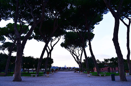 rome, alley, park, trees, track, bench, coniferous tree