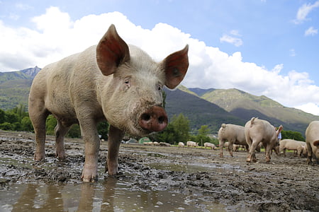 돼지, 뿌리 다, 가축, 행복 돼지, 농장, 농업, 스위스