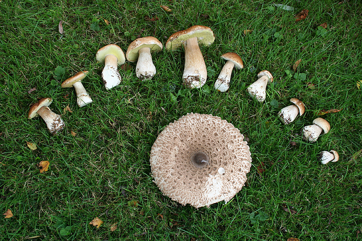 mushrooms, green, eat, mushroom, nature, mushroom harvest, mushroom picking