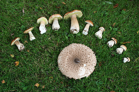 грибы, Грин, съесть, Гриб, Природа, грибной урожай, сбор грибов