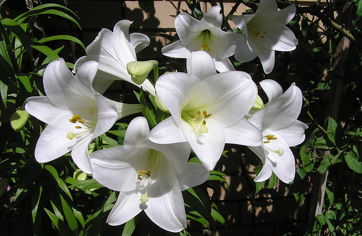 white, summer, lilies