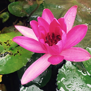 gezongen bloem, water plant, vijver, BA moi, Ninh thuan, Vietnam, natuur