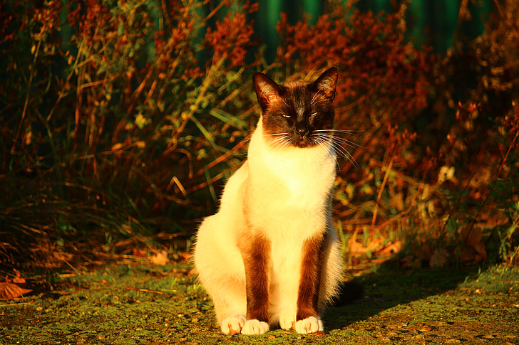kaķis, rudens, Siāmas kaķis, kaķu nakts gaismas, rudenī zaļumiem, mieze, atstāj