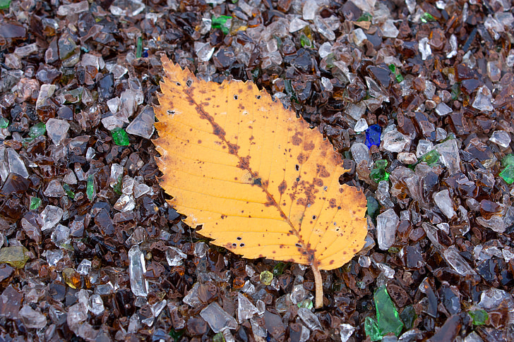 leaf, orange, multi-color, autumn, path, chicago, colored