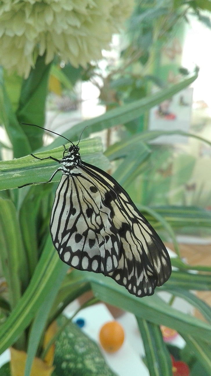 motýľ, Príroda, krídla