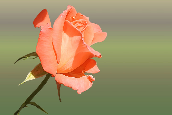Троянда, помаранчевий, лосось, Троянда розквітає, цвітіння, цвітіння
