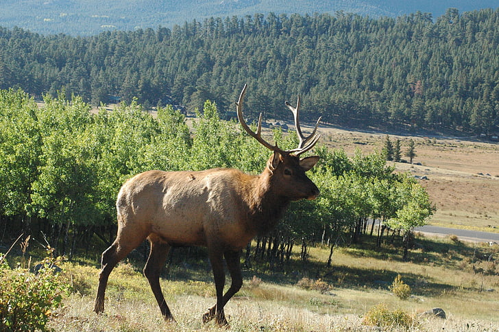 Elk, dağ sahne, hayvan, doğa, Buck, Avcılık, Açık