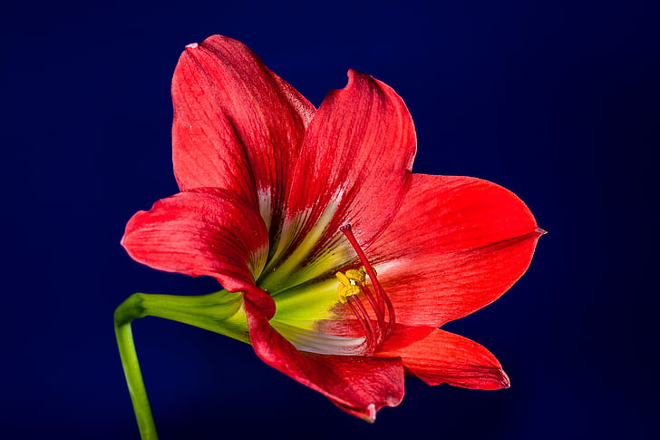 květ, Bloom, květ, červená, Příroda, okvětní lístek, závod
