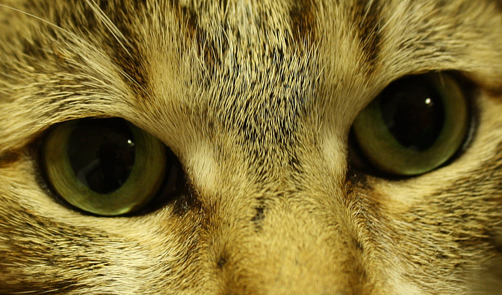 Kot, oczy, Koci, ładny, wygląd, szczelnie-do góry, zwierzętom