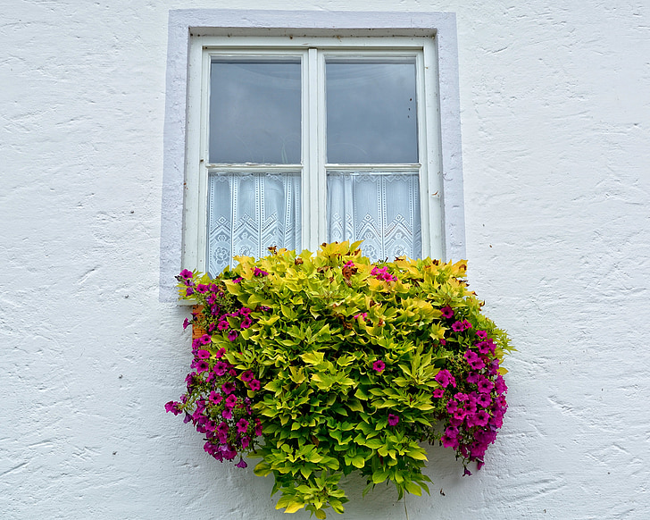 Прозорец, цветя, цвете кутия, фасада, растителна, цвете, Прозорец цвете