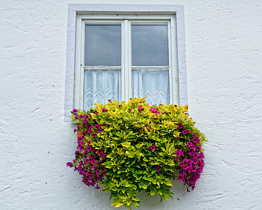 langas, gėlės, gėlių lovelis, fasadas, augalų, gėlė, lange gėlių