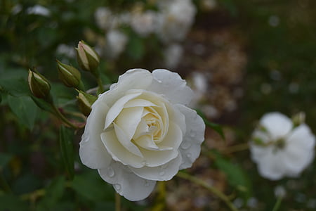 rosa, Blanco, flores, floración, jardín, naturaleza, flor color de rosa-