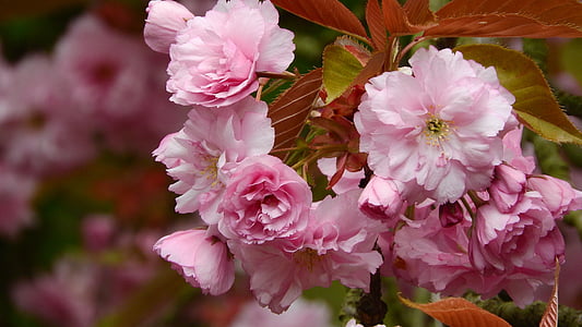Сакура, Сакура квітка, рожева квітка, Весняна, Весняні квіти, святковий фейєрверк, Вишня