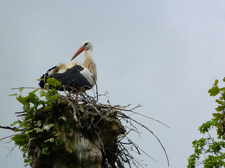 stork, nest, storchennest, storks, birds, rattle stork, alsace