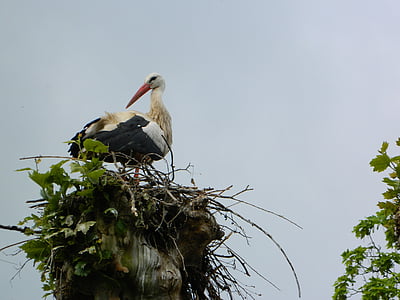 Stork, reden, storchennest, Storkene, fugle, Rattle stork, Alsace