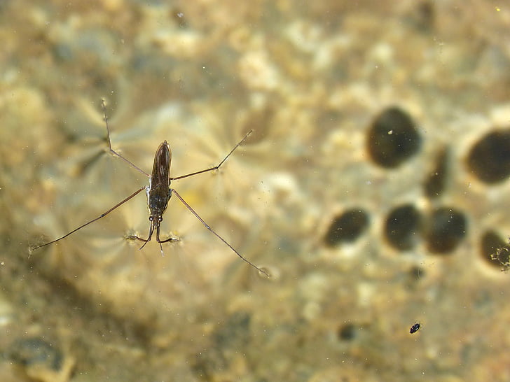 gerridae, sabater, côn trùng thủy sinh, guerrido, đi bộ trên mặt nước, Ao