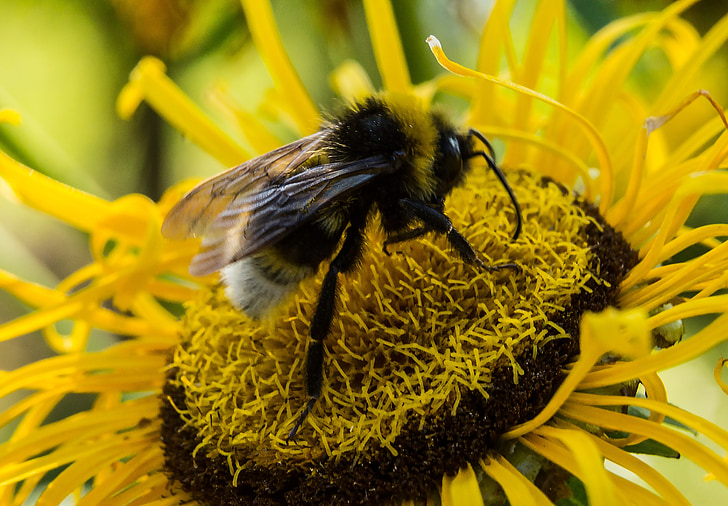 ผึ้ง, ฤดูร้อน, ดอก, บาน, ดอกไม้, แมลง, เก็บน้ำผึ้ง
