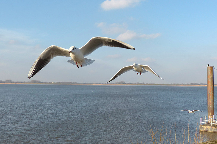 bird, gulls, flying, water, elbe, sky
