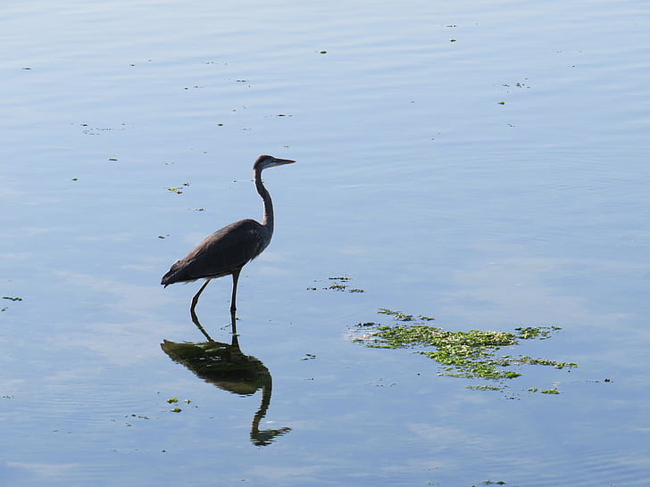 blue heron, eau, réflexion, étang, oiseau, faune, marche